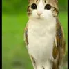 tank.cat_