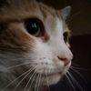 don_mathew.1