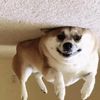 snowthehyperactivebib
