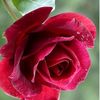 fatima.jaber65