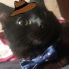 Infugatito