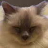 alhysse