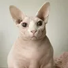 shpaklevkav