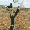 kaldrshidhssan