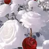 maslmalabda2