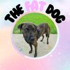 The Fat Dog