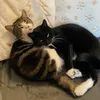 Ebi and Olive