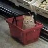 peanut_fish