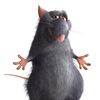 rata_de_charca