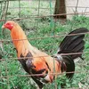 bybackyardgf