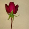 ahmadsher049