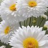 houda77036