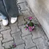 2.axj_