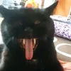 billygrub
