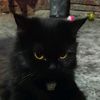 .tom_jerry1996