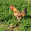 دكالي