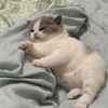 pompampumpupu