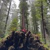 perpetually_searching