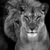 hanarshorsh_