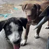 ប៊ូប៊ូ & តឿតឿ