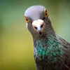 conceitedpigeon