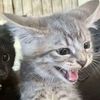 cat......t