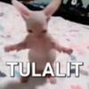 belbel_bellybel