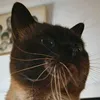 amythestpunch