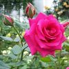 sopner_rani1710