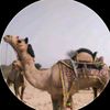 cameldance1