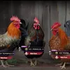 mafia_fcsd