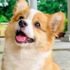 petsqwe5