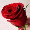 malik.rashad099