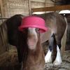 an_actual.horse