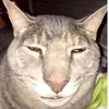 xnxxxjanwk