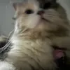 nalatabbymishu12