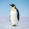 bomoboclap