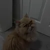 xzbr0ok3zx