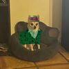 zeedawgnotpiratedawg