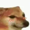 sonokiaqueleyt