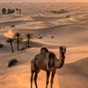 _705_shabwa