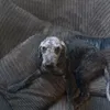 sweepy1234567