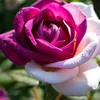 user6554981722261tanya