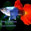 hoanghuyguppy