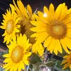 giadinhtaigia108