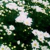 moe.moon333