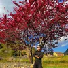 Hùng đến đây”””