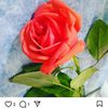 priscisant2