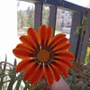 sorani