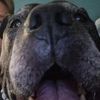 dog3mast3rr2